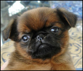 Manitoba Regd Brussels Griffon