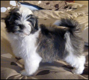 Domlina Havanese