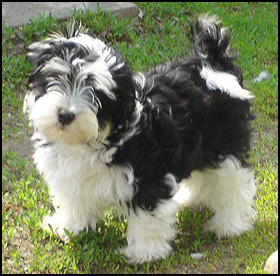 Ashstone Havanese