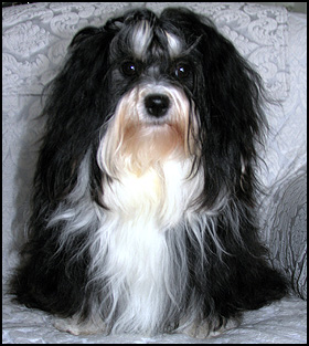 Gauntlett Canine Ranch