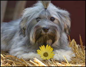 LosCompanero Havanese Registered