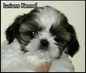 Lurians Kennel Registered