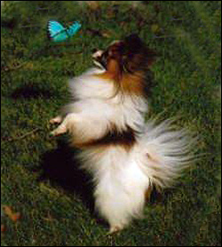 Marron Papillons Perm. Reg'd