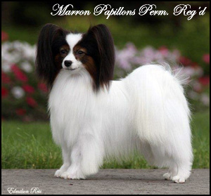 Marron Papillons