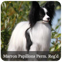 Marron Papillons Perm. Regd