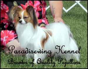 Paradisewing Papillons