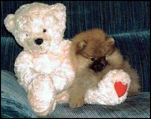 Pom Wind Pomeranians Regd