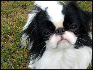 Yukiko Reg'd Japanese Chin
