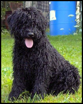 Puli