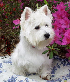 West Highland White Terrier