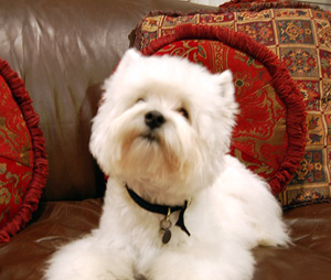 Mountain High Westies