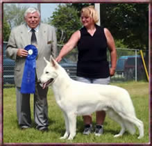 White Shepherd Dog