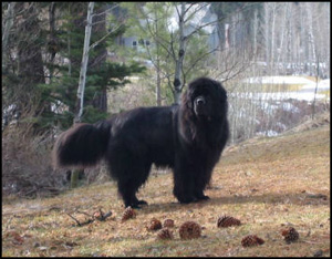 Heaven On Earth Newfoundland Dogs