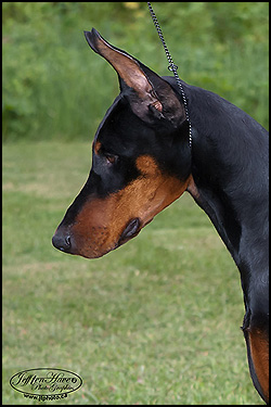 Hilltophaven Reg'd Dobermans