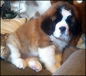 Saint Bernard Puppies and Breeders - Canada's Guide to Dogs