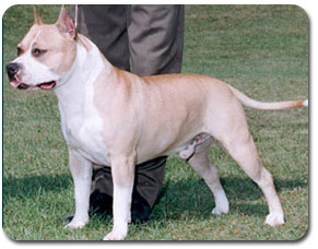 American Staffordshire Terrier