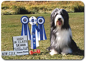 Bearded Collie