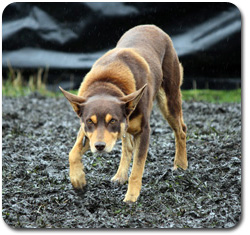 Australian Kelpie