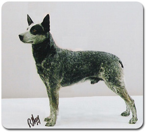 australian stumpy tail cattle dog breeders