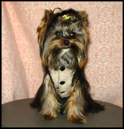 Bordermount Reg'd Yorkshire Terriers