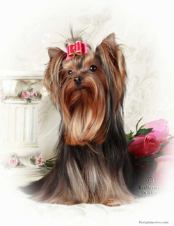 Brattytats Yorkies