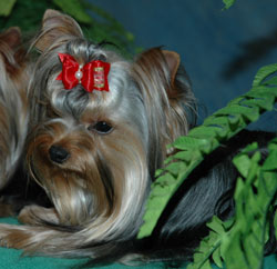 Yorkshire Terrier