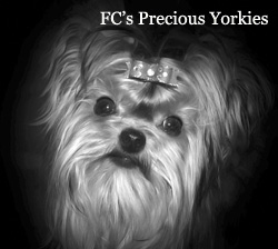 FCs Precious Yorkies