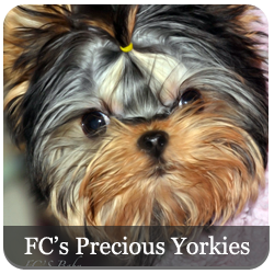 FCs Precious Yorkies - Featured Breeder