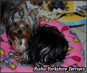 Risha Yorkshire Terriers