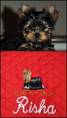 Risha Yorkshire Terriers