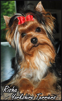 Risha Yorkshire Terriers