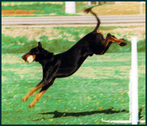 Black and Tan Coonhound