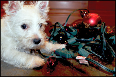 Pet Safety Tips During the Holidays