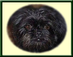 Affenpinscher