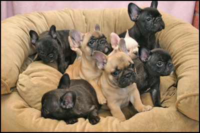 French Bulldog Breeders - Canada's Guide to Dogs - French ...
